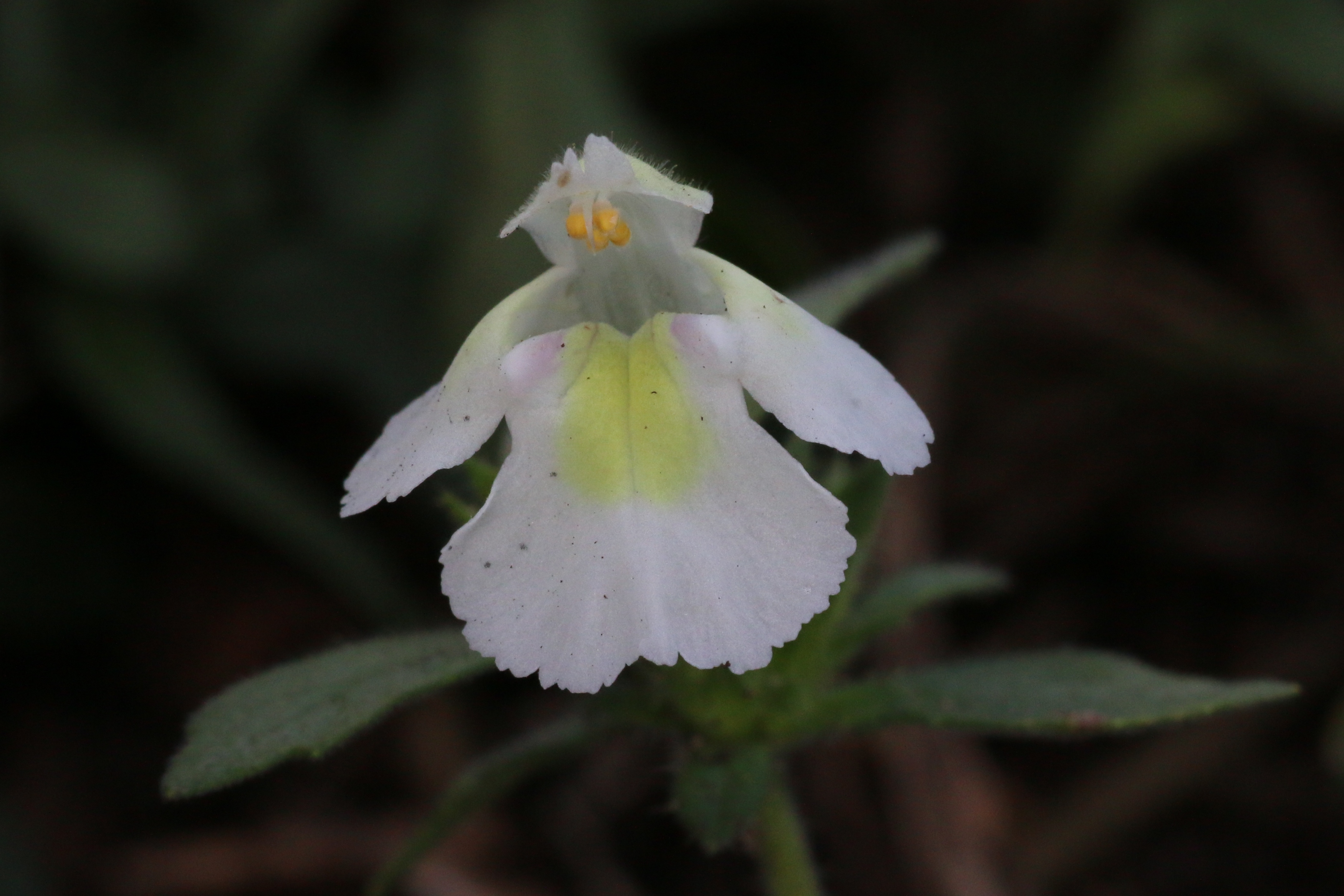 Galeopsis segetum (door Willem Braam)