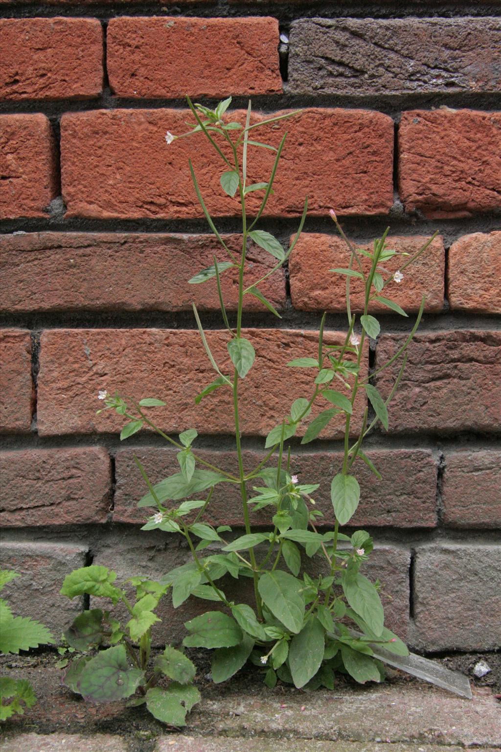 Epilobium roseum (door Willem Braam)