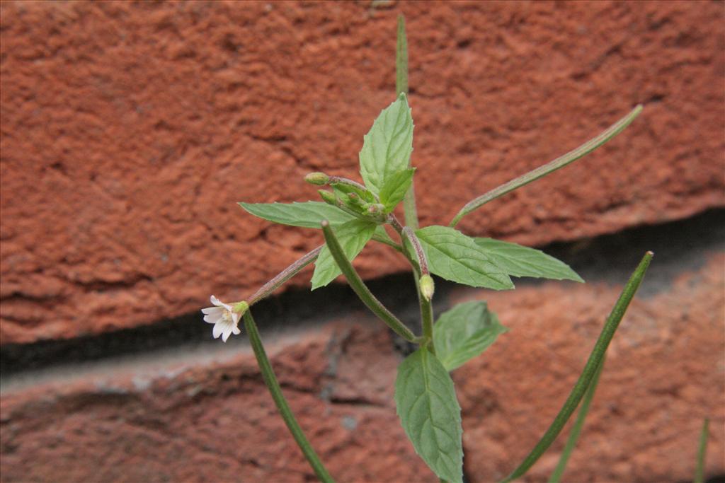 Epilobium roseum (door Willem Braam)