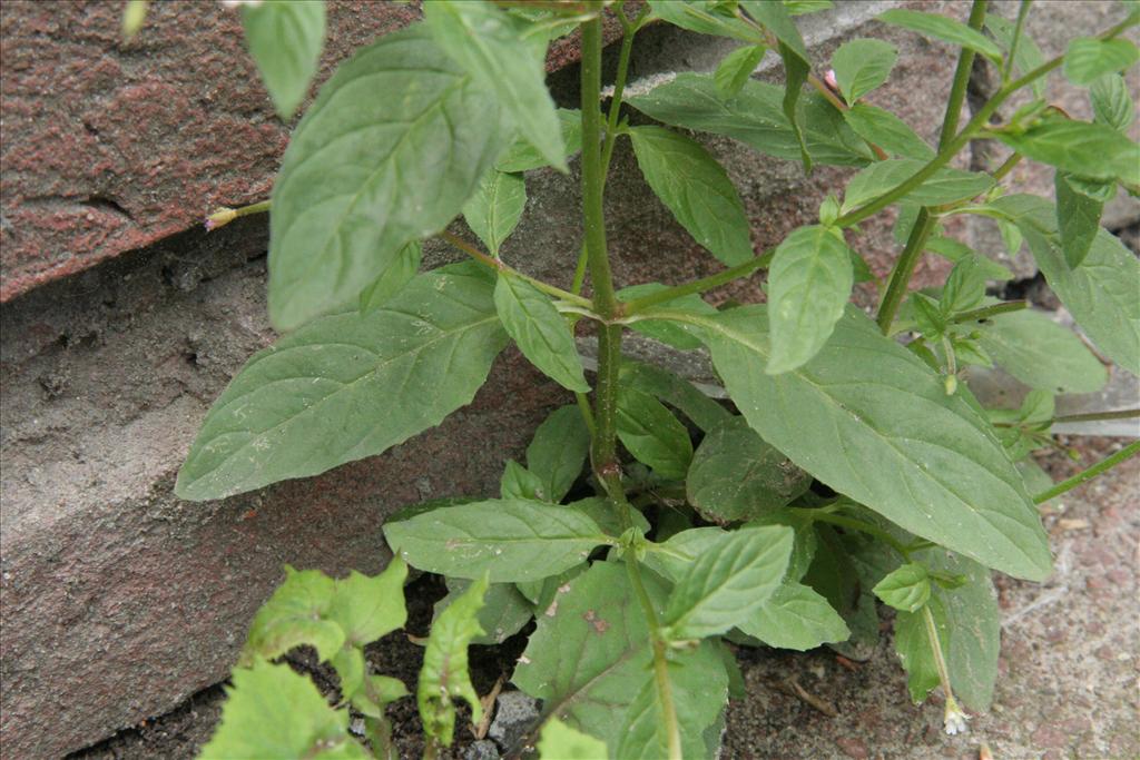 Epilobium roseum (door Willem Braam)