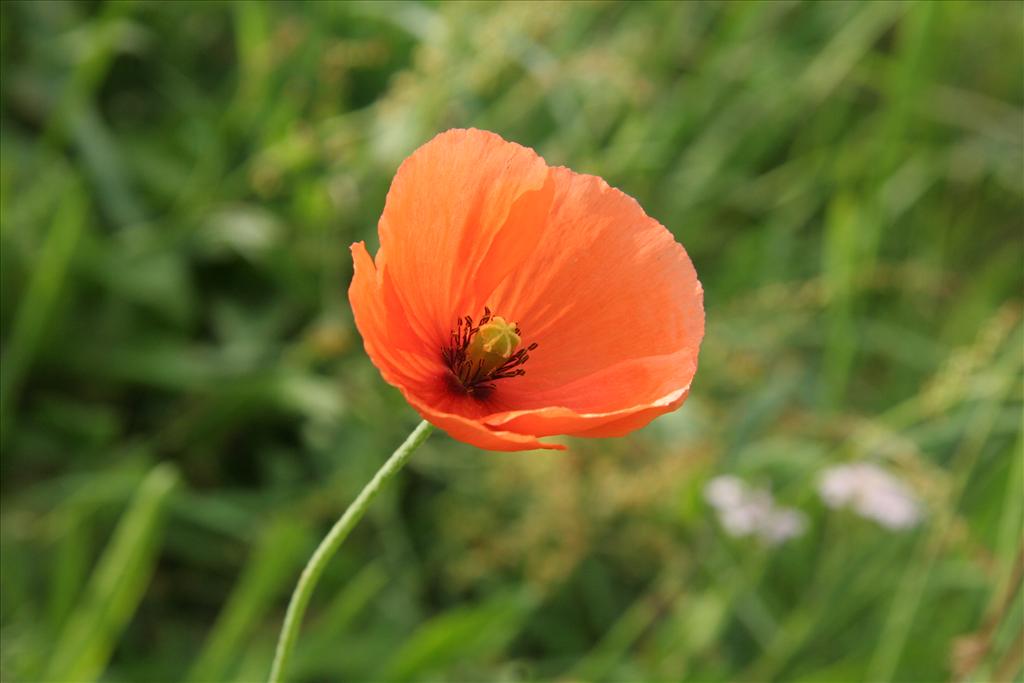 Papaver dubium (door Willem Braam)