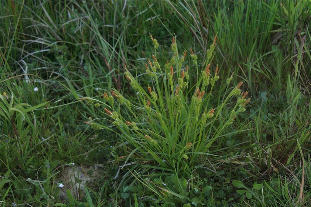 Carex pallescens (door Willem Braam)