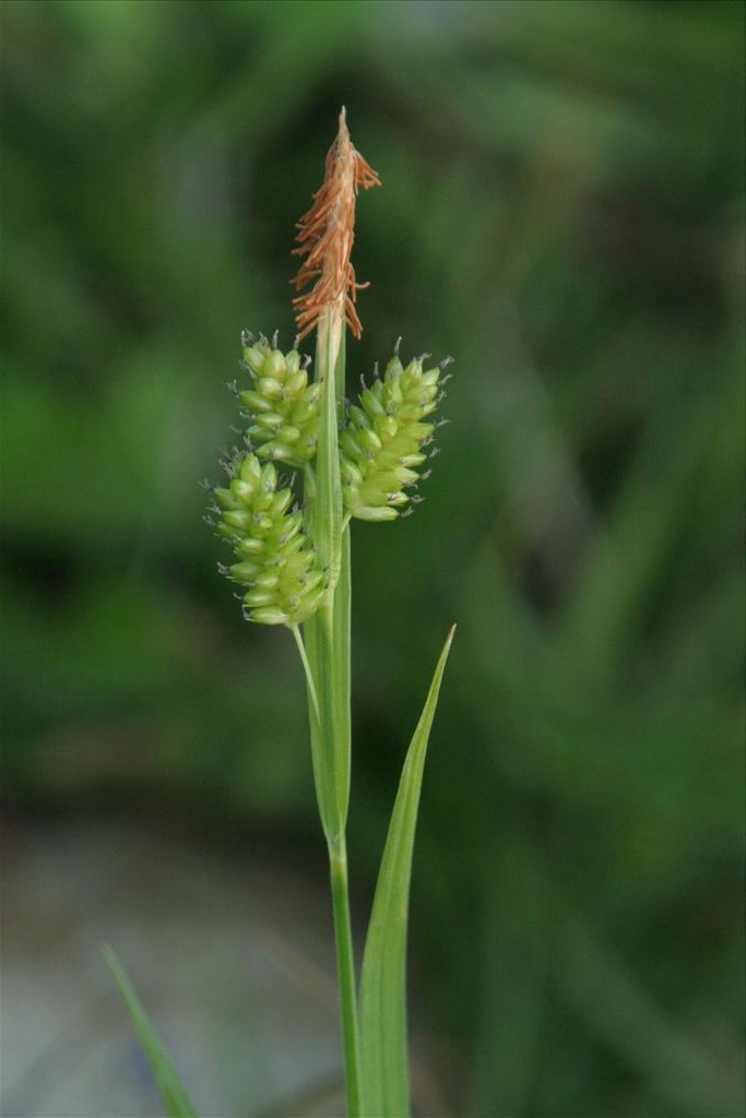Carex pallescens (door Willem Braam)