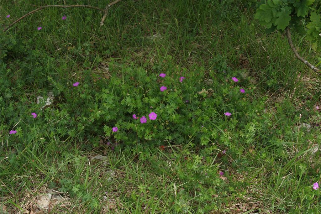 Geranium sanguineum (door Willem Braam)