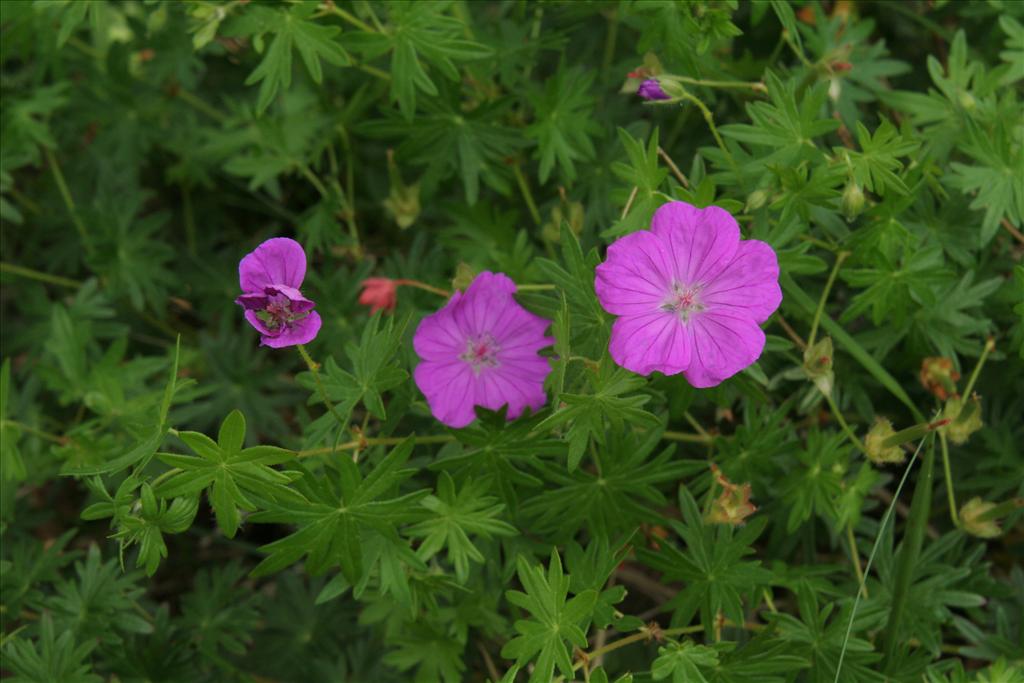 Geranium sanguineum (door Willem Braam)