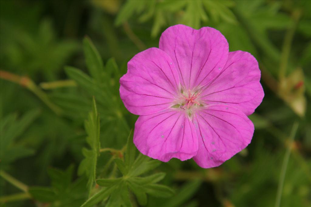 Geranium sanguineum (door Willem Braam)