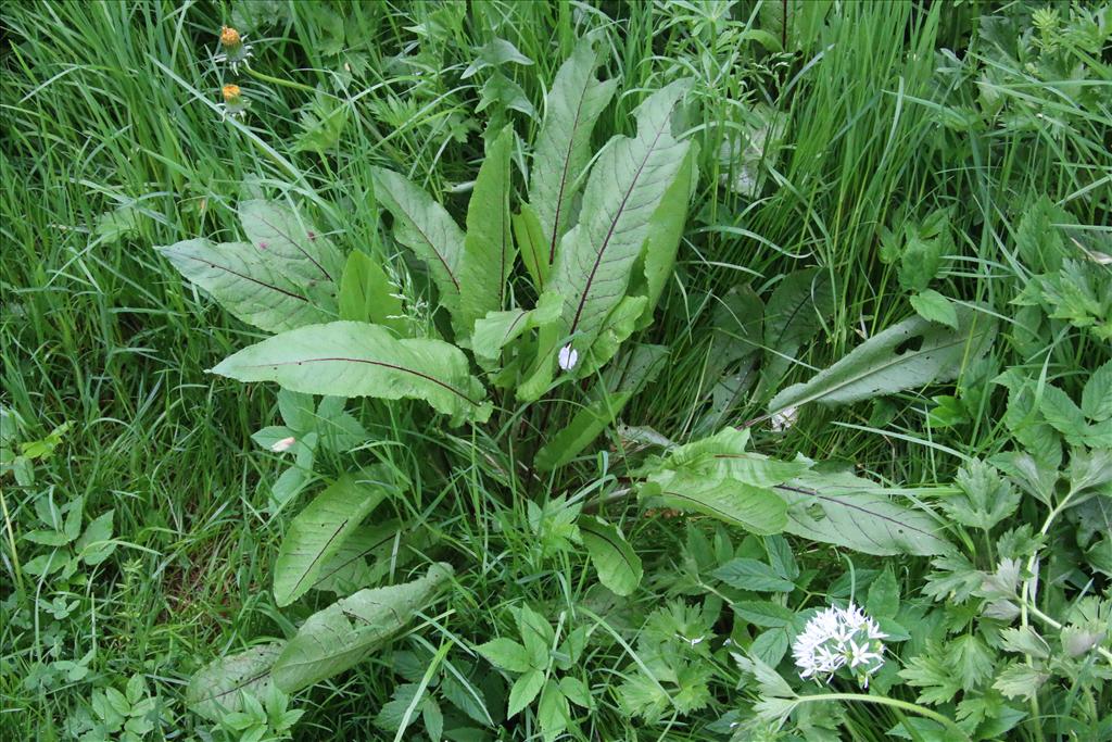 Rumex sanguineus (door Willem Braam)