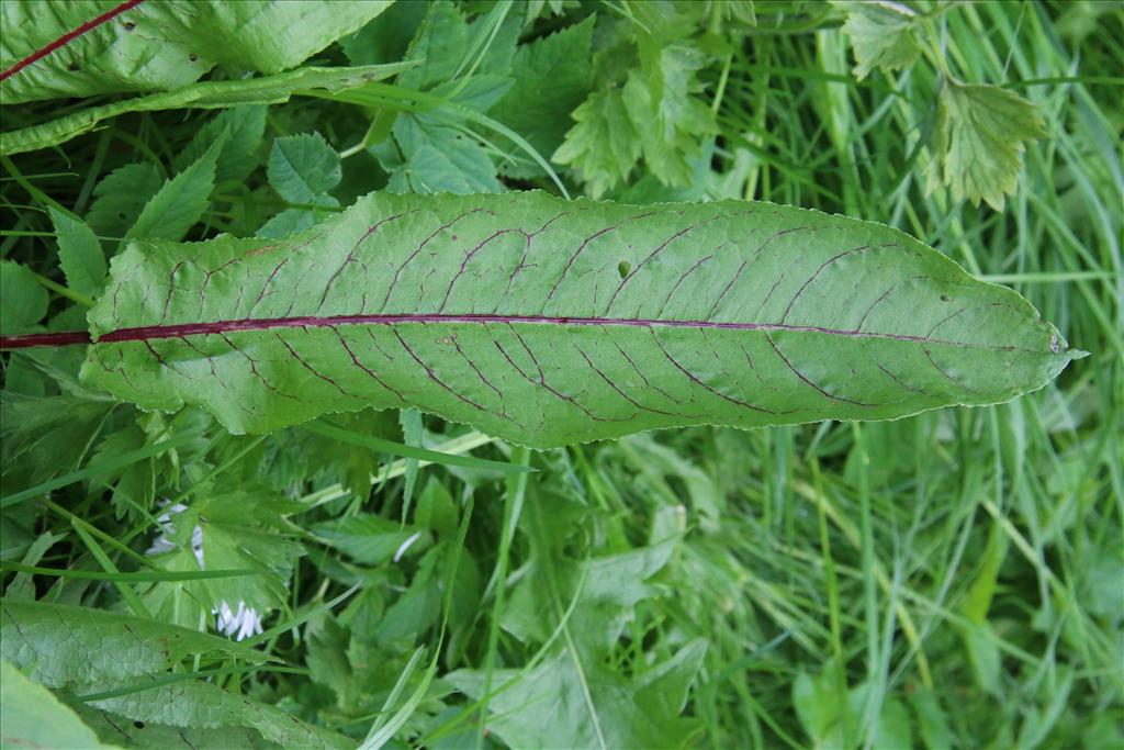 Rumex sanguineus (door Willem Braam)