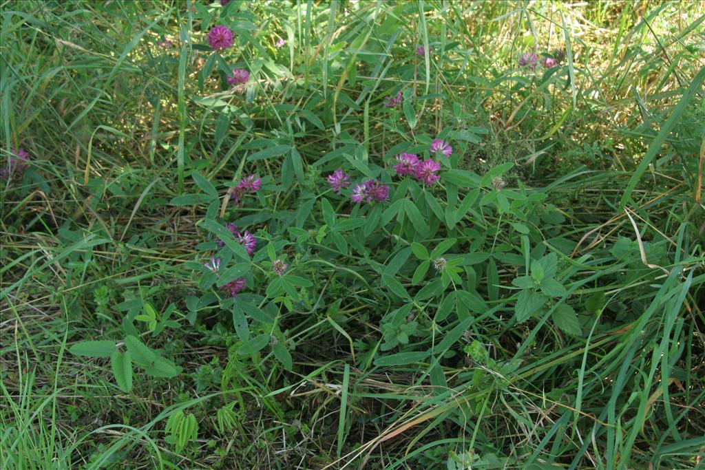 Trifolium medium (door Willem Braam)