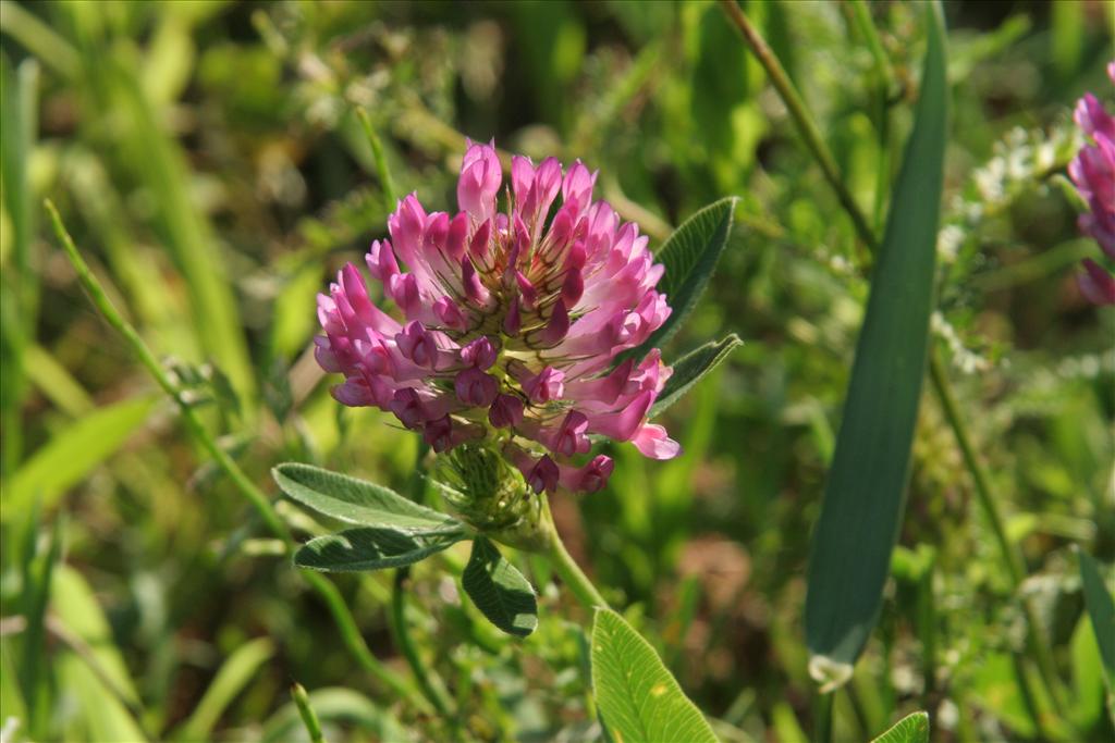 Trifolium medium (door Willem Braam)