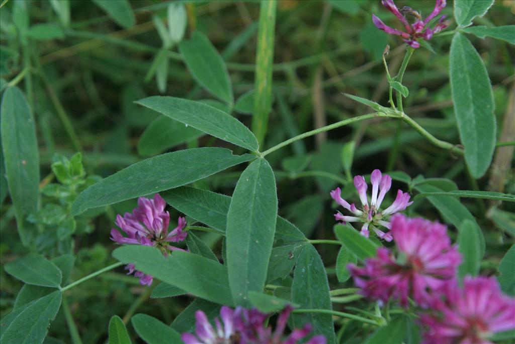 Trifolium medium (door Willem Braam)