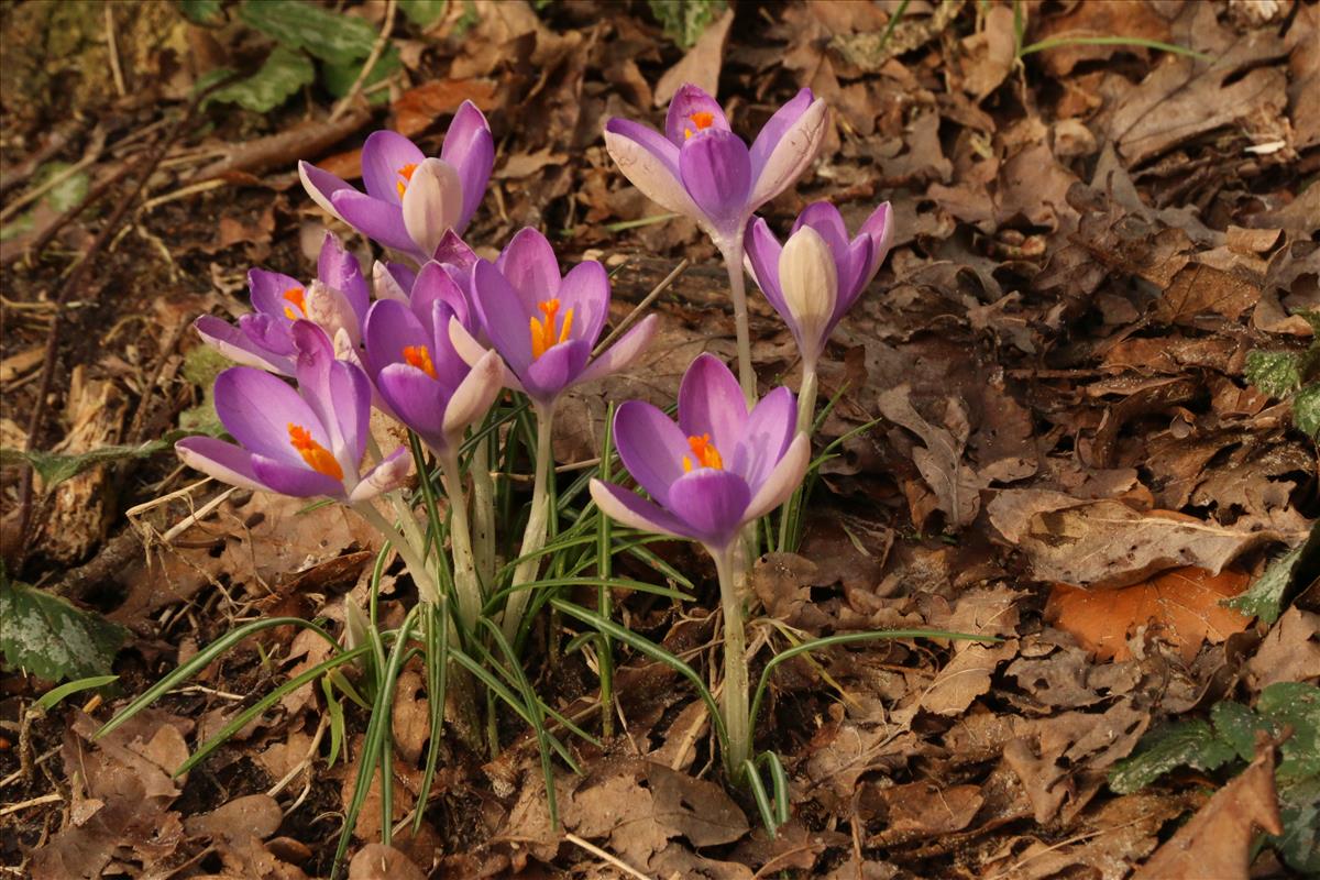 Crocus tommasinianus (door Willem Braam)