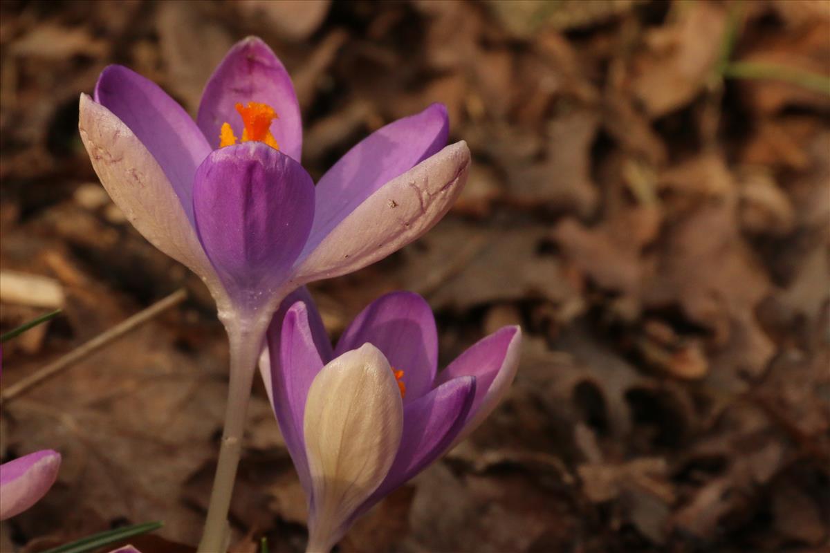 Crocus tommasinianus (door Willem Braam)