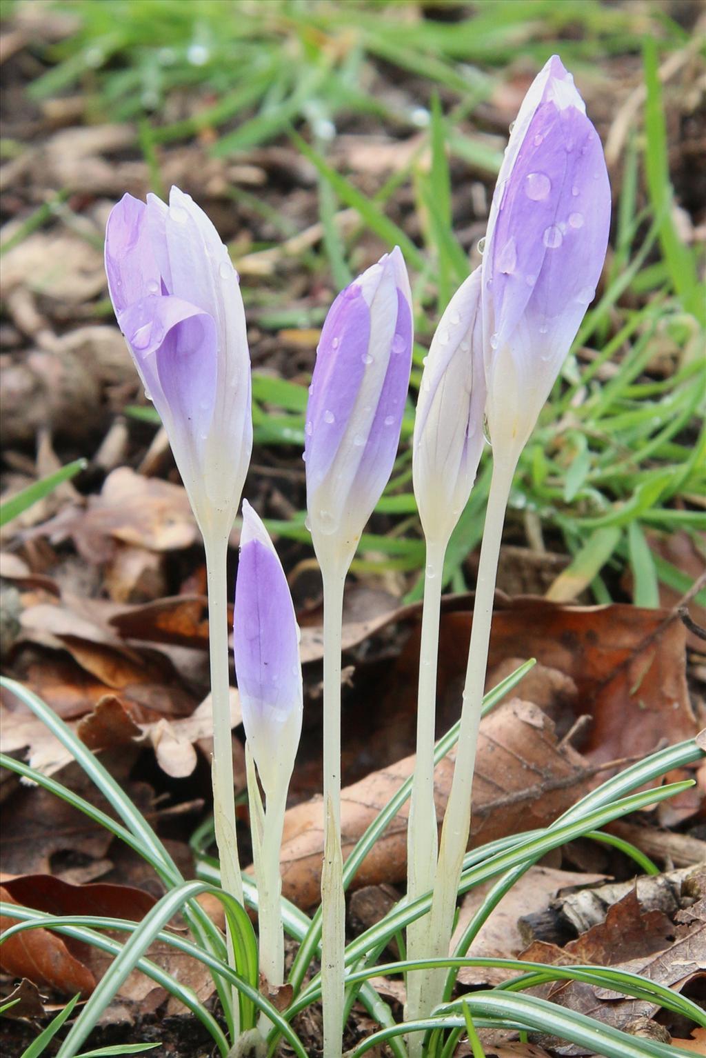 Crocus tommasinianus (door Willem Braam)