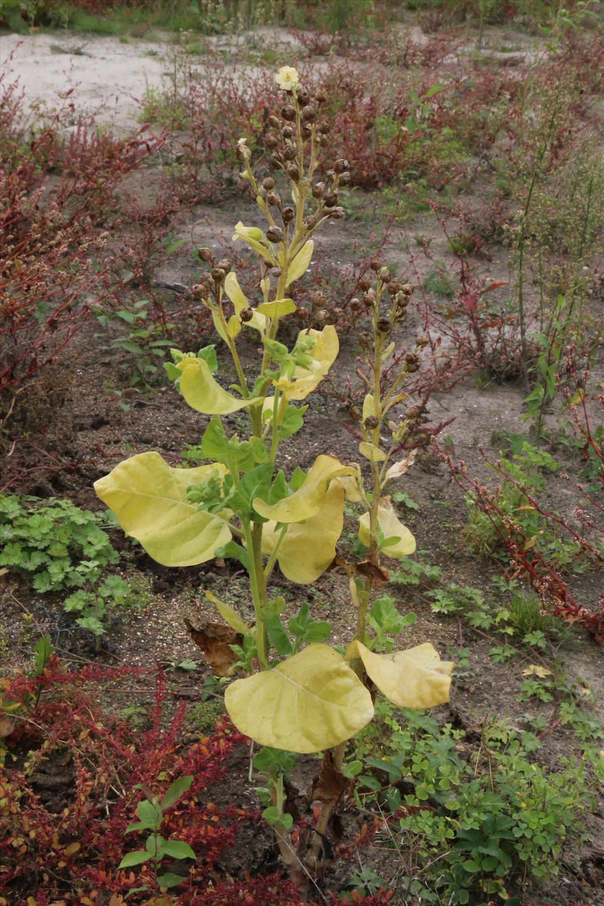 Nicotiana rustica (door Willem Braam)