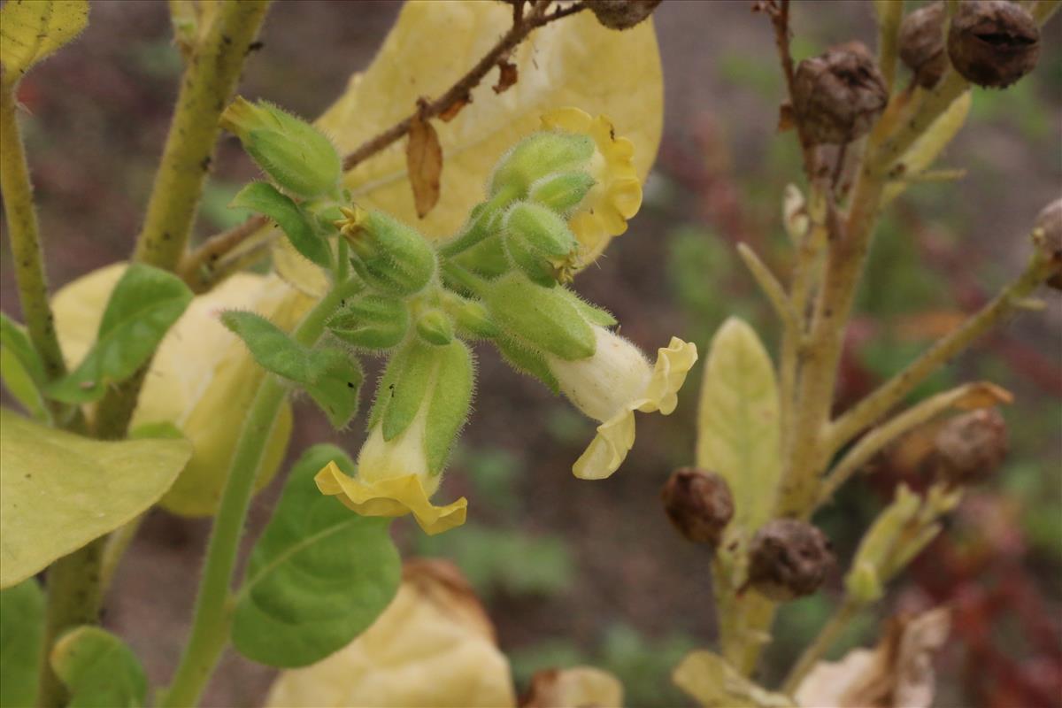 Nicotiana rustica (door Willem Braam)