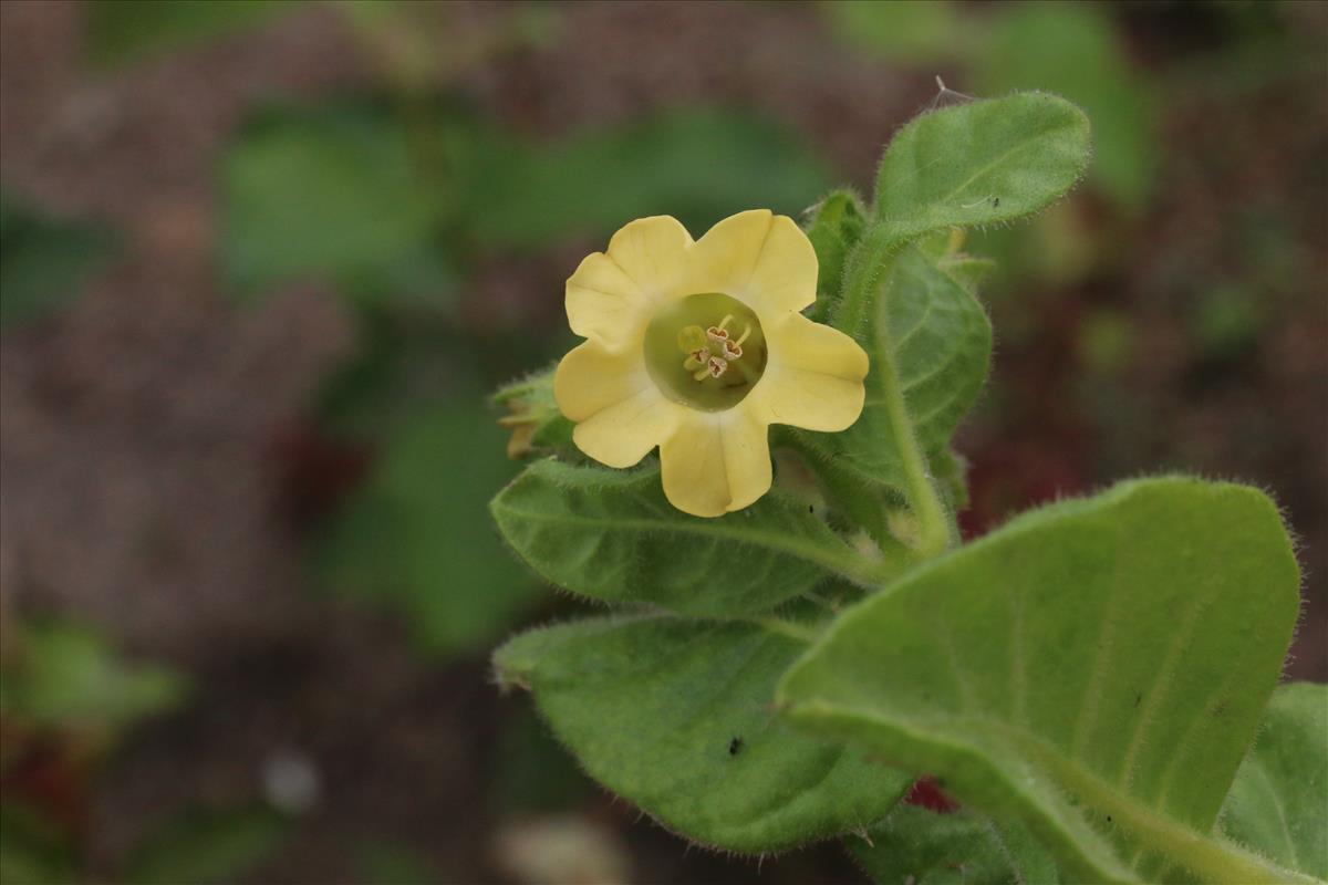 Nicotiana rustica (door Willem Braam)