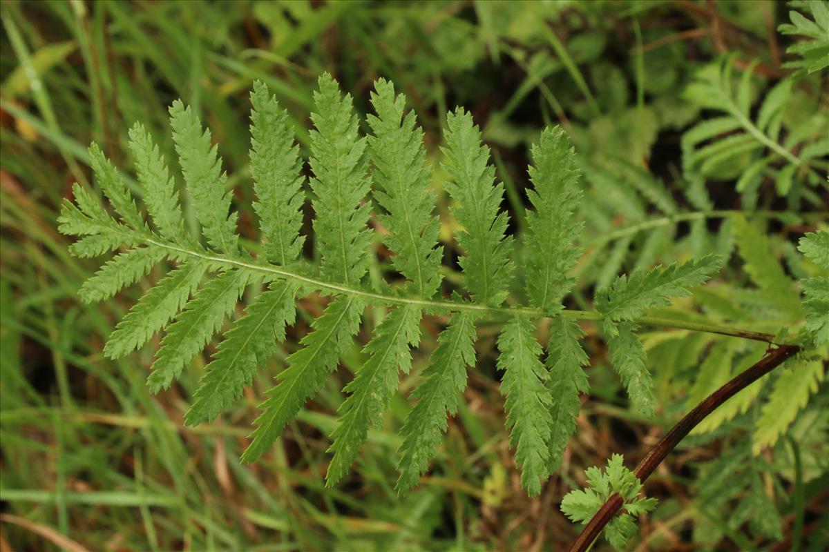 Tanacetum vulgare (door Willem Braam)