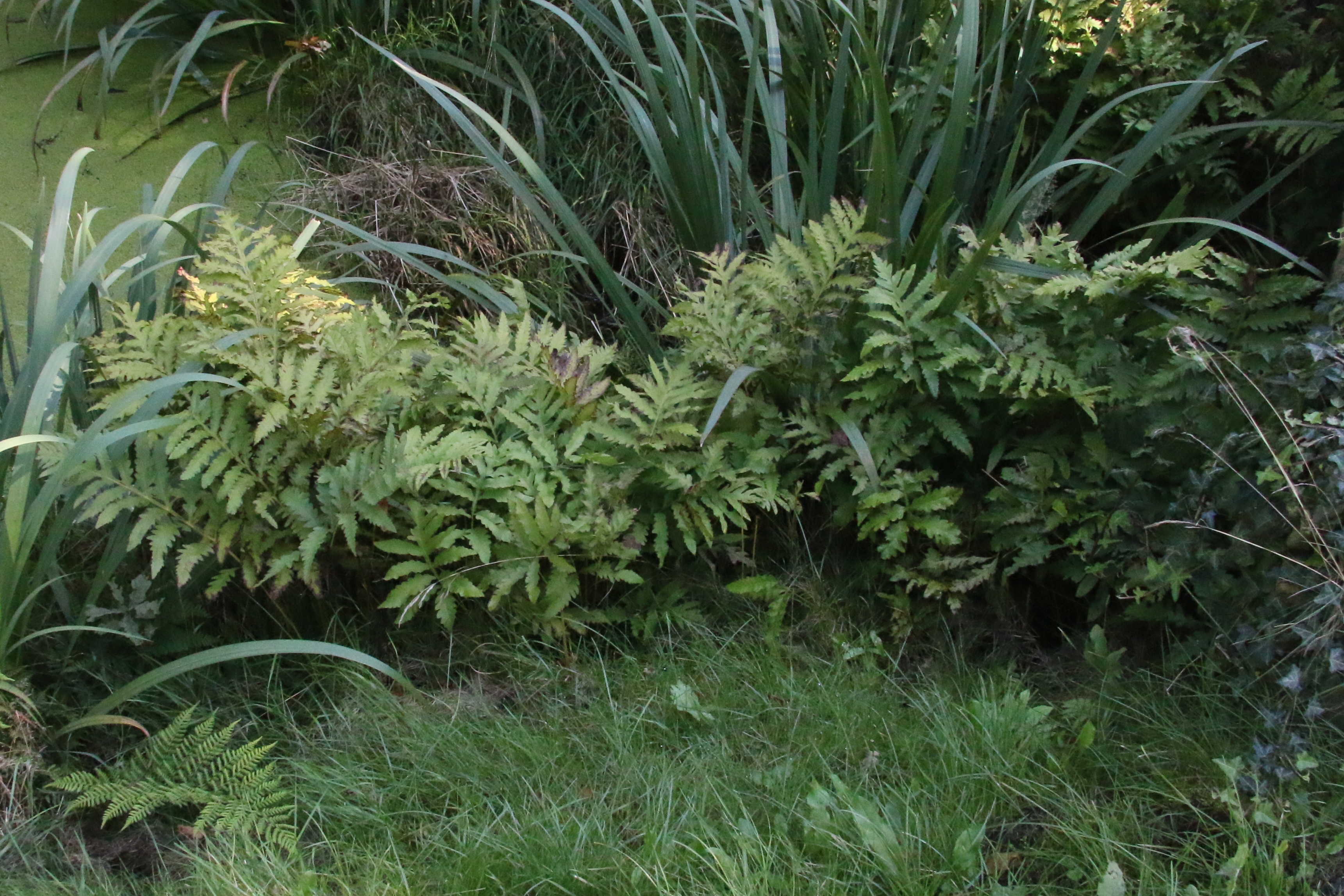 Geven Sprong weten NDFF Verspreidingsatlas | Onoclea sensibilis - Bolletjesvaren