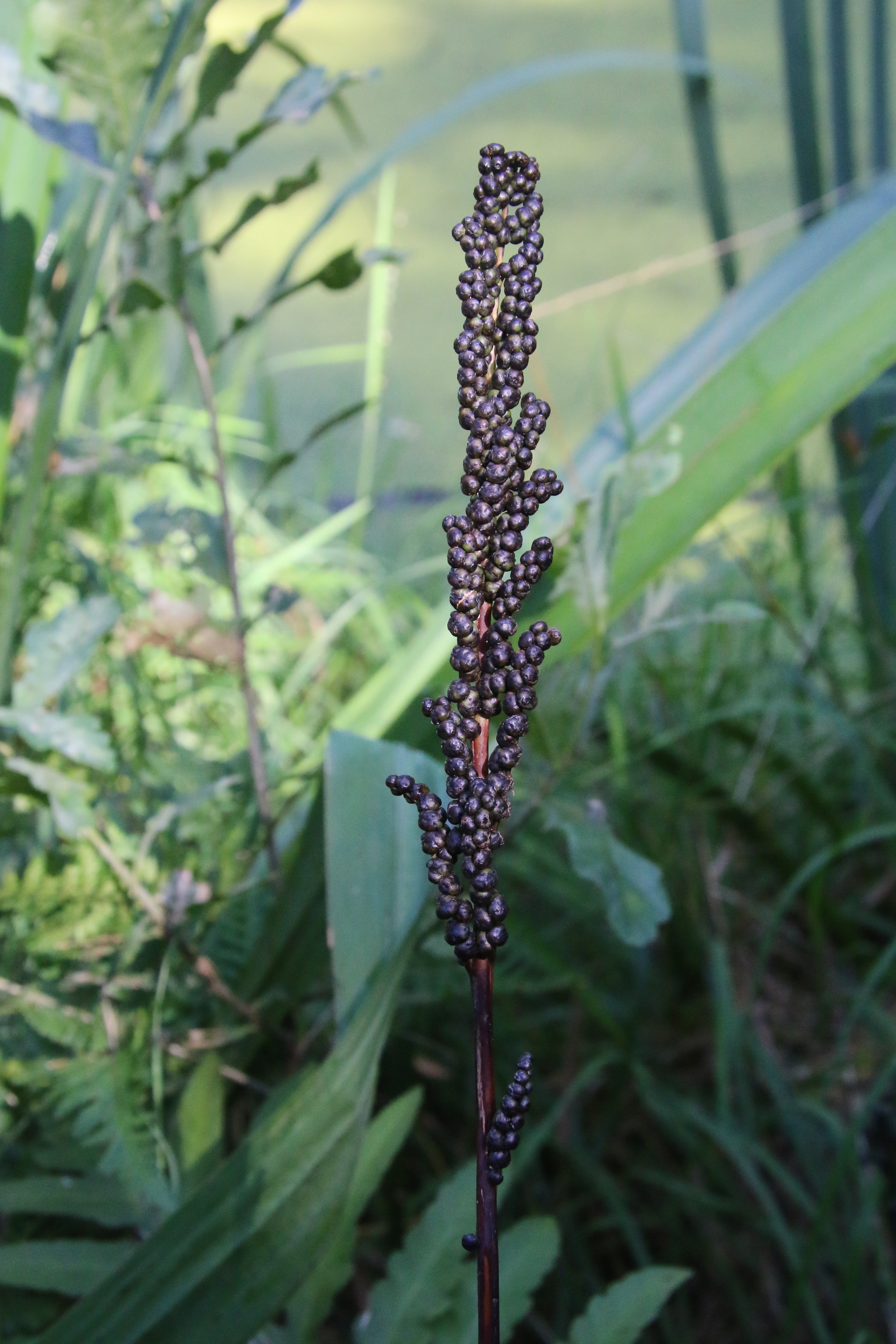 Onoclea sensibilis (door Willem Braam)