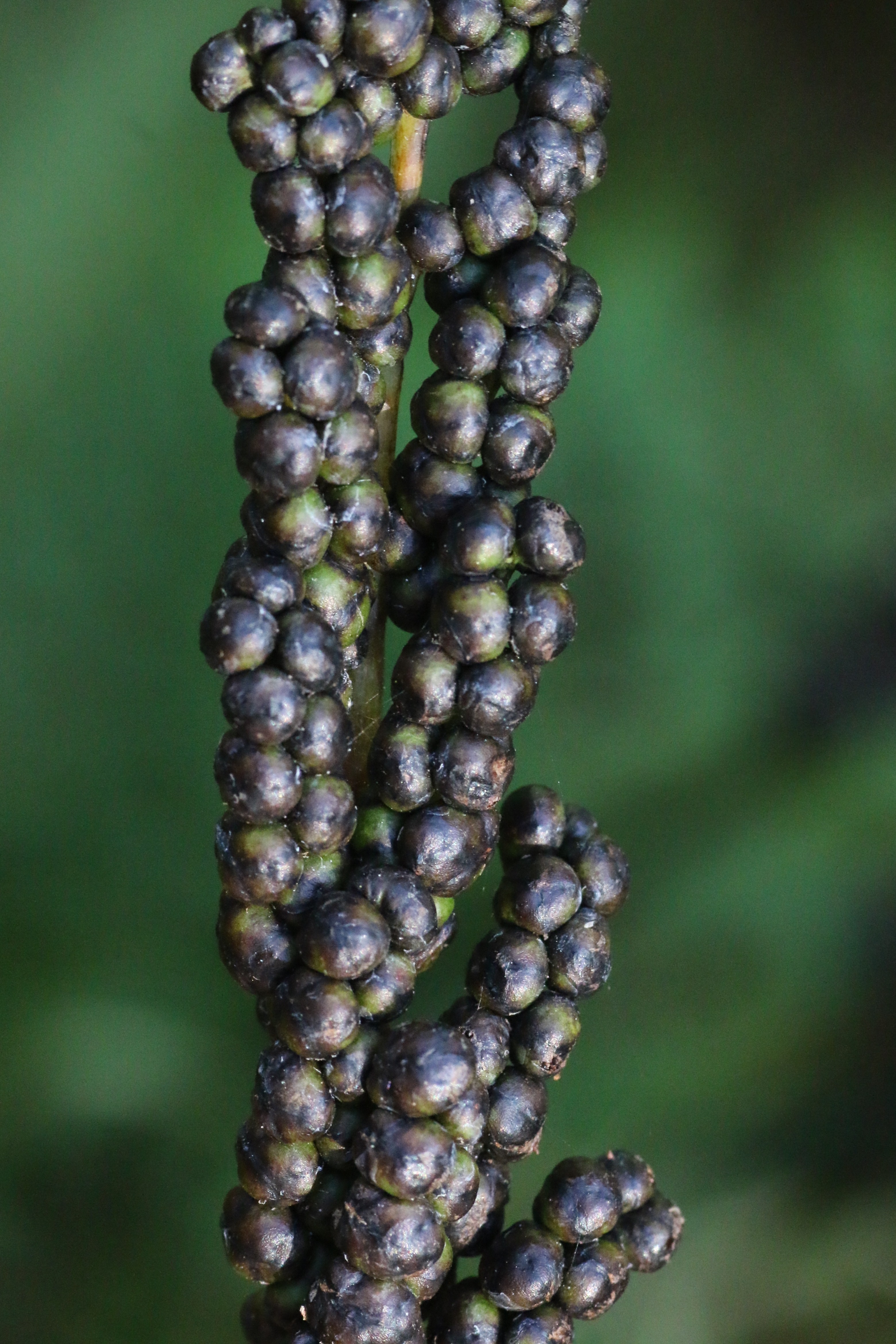 Onoclea sensibilis (door Willem Braam)