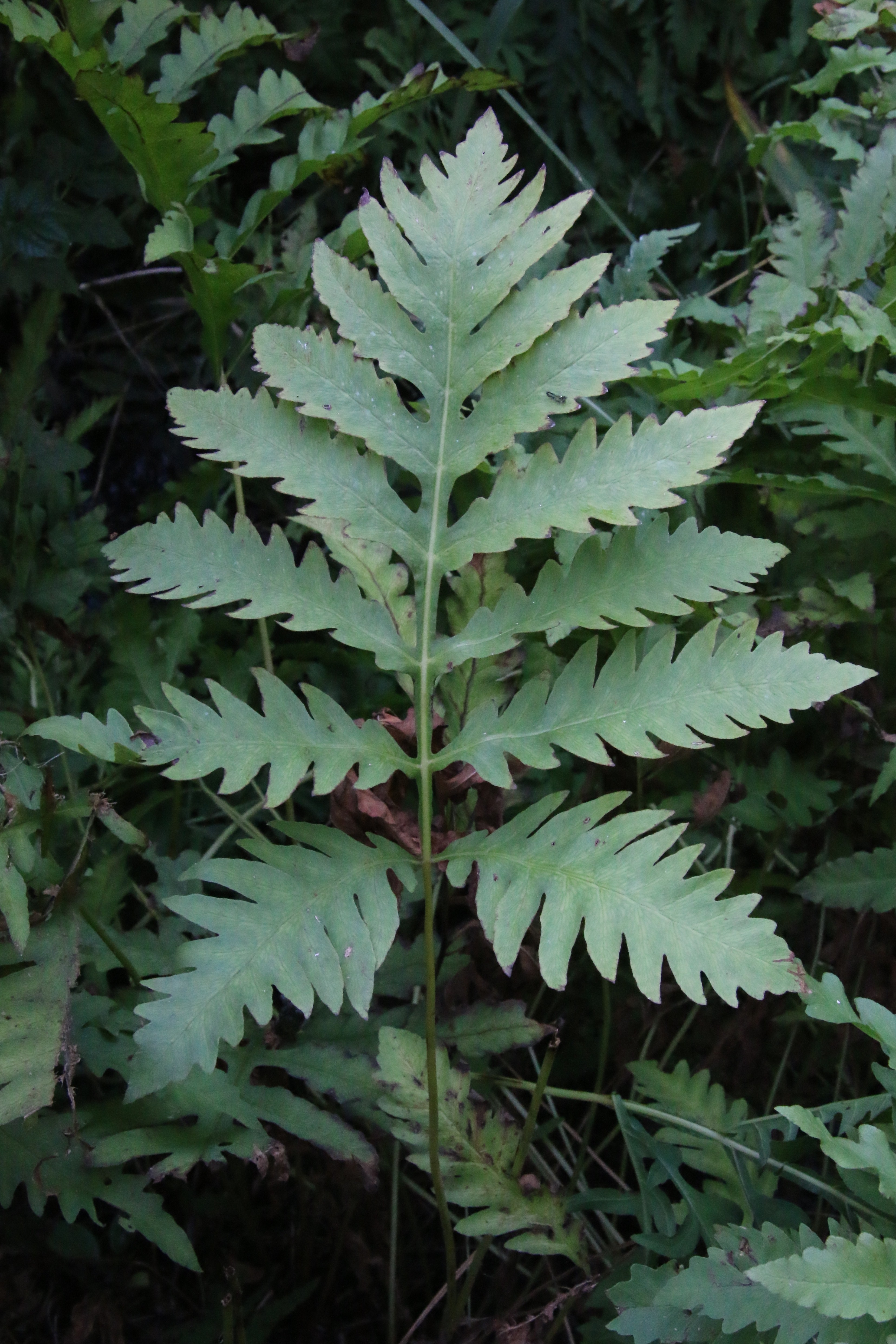 Onoclea sensibilis (door Willem Braam)