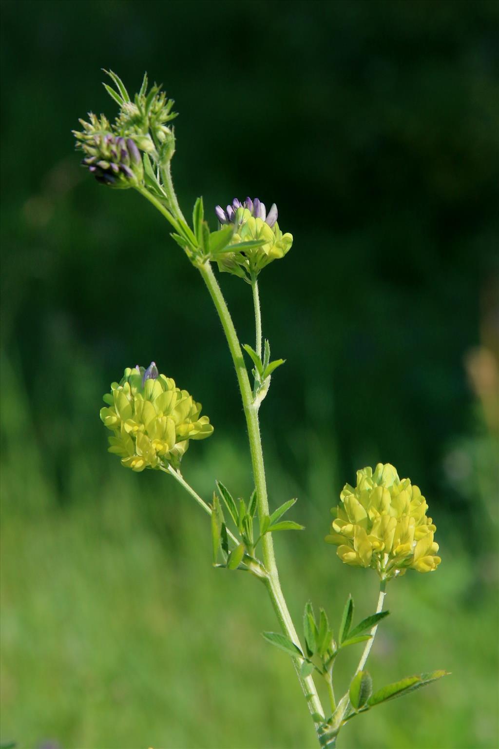 Medicago x varia (door Willem Braam)