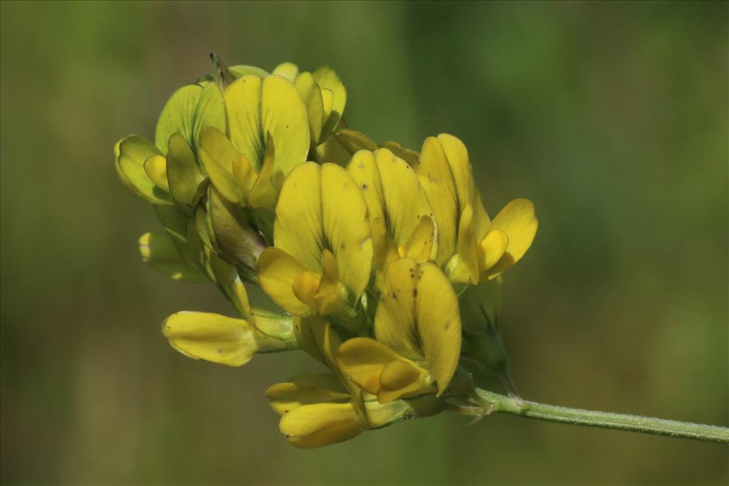 Medicago x varia (door Willem Braam)