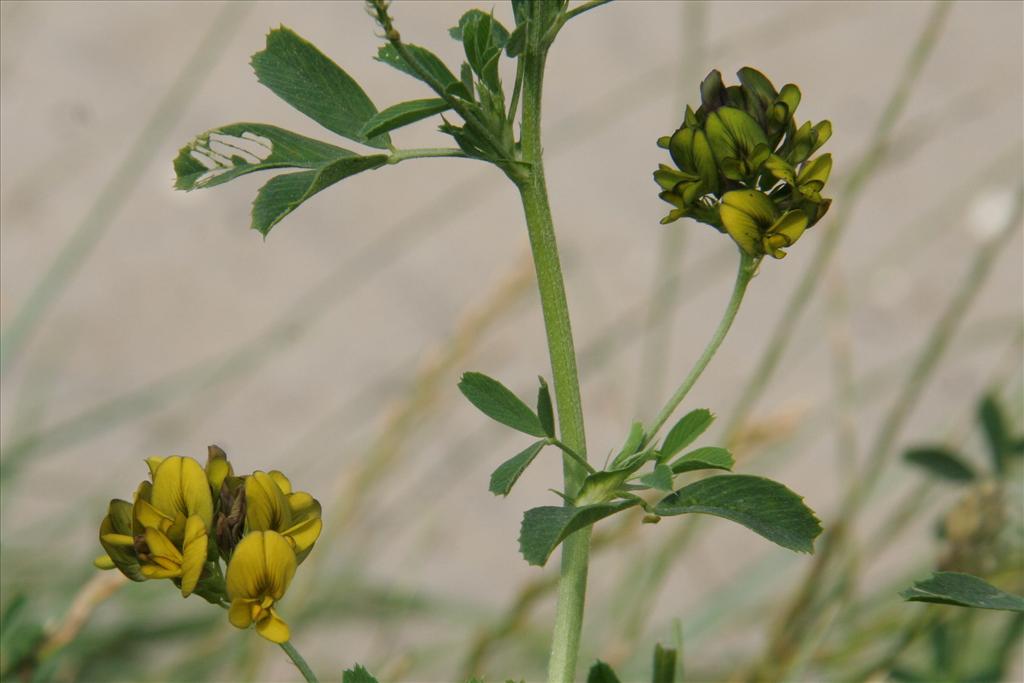 Medicago x varia (door Willem Braam)