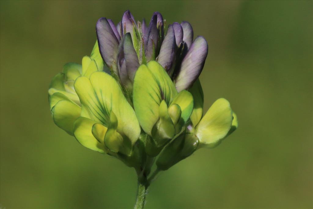 Medicago x varia (door Willem Braam)