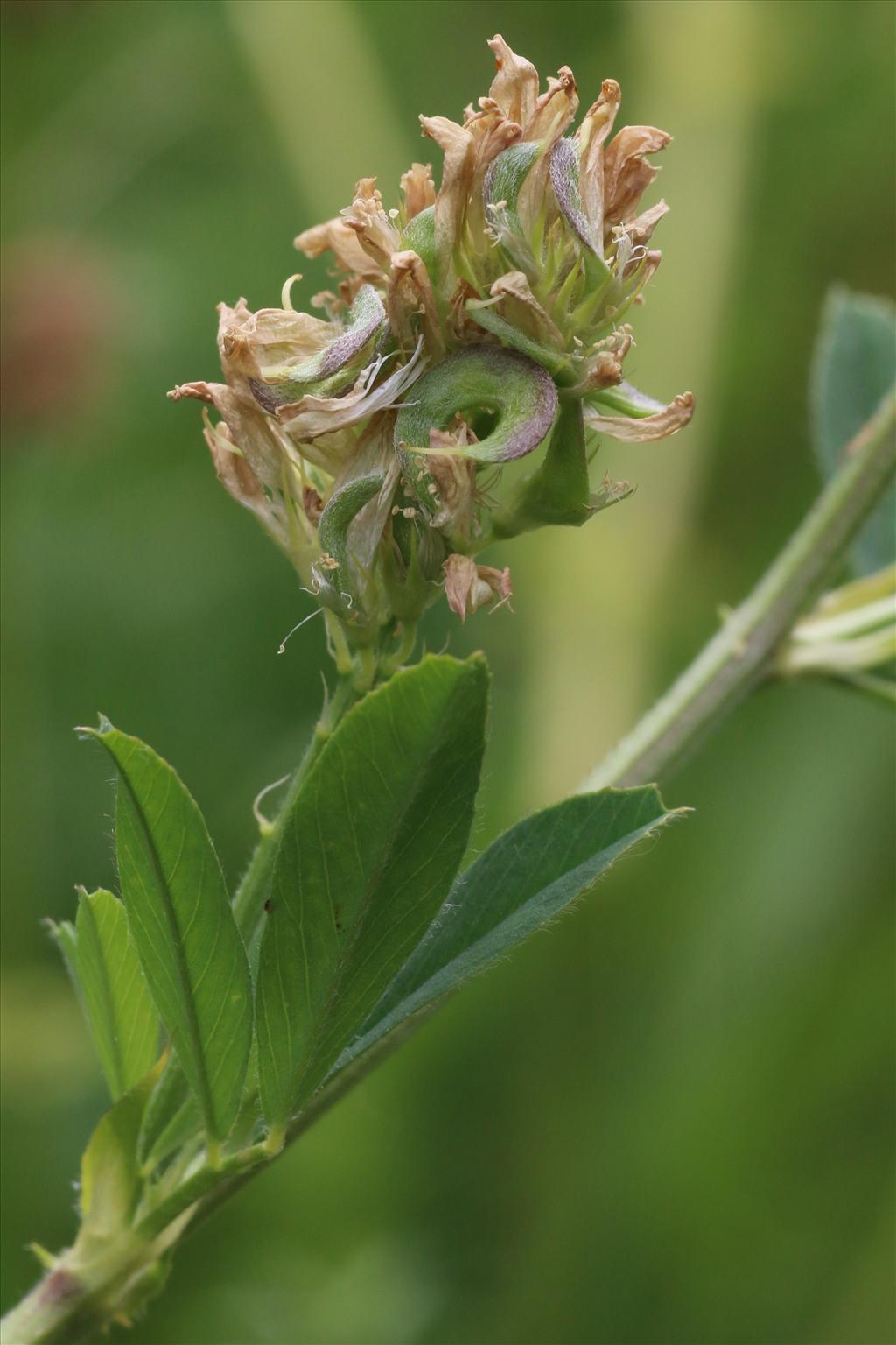 Medicago x varia (door Willem Braam)