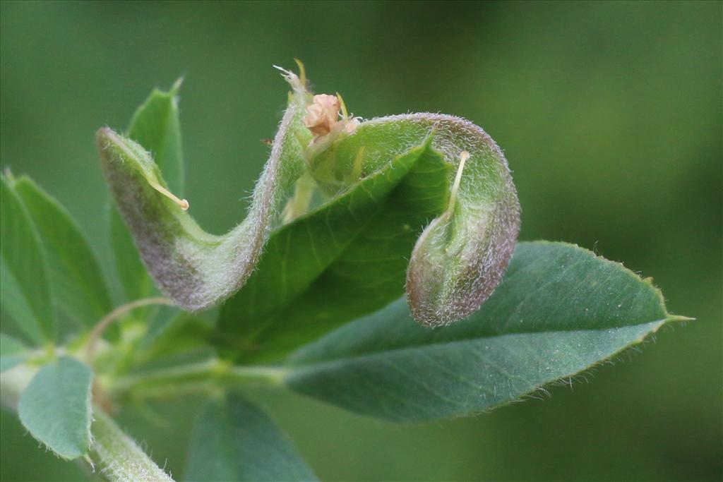 Medicago x varia (door Willem Braam)