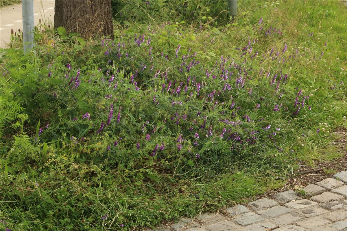 Vicia villosa (door Willem Braam)