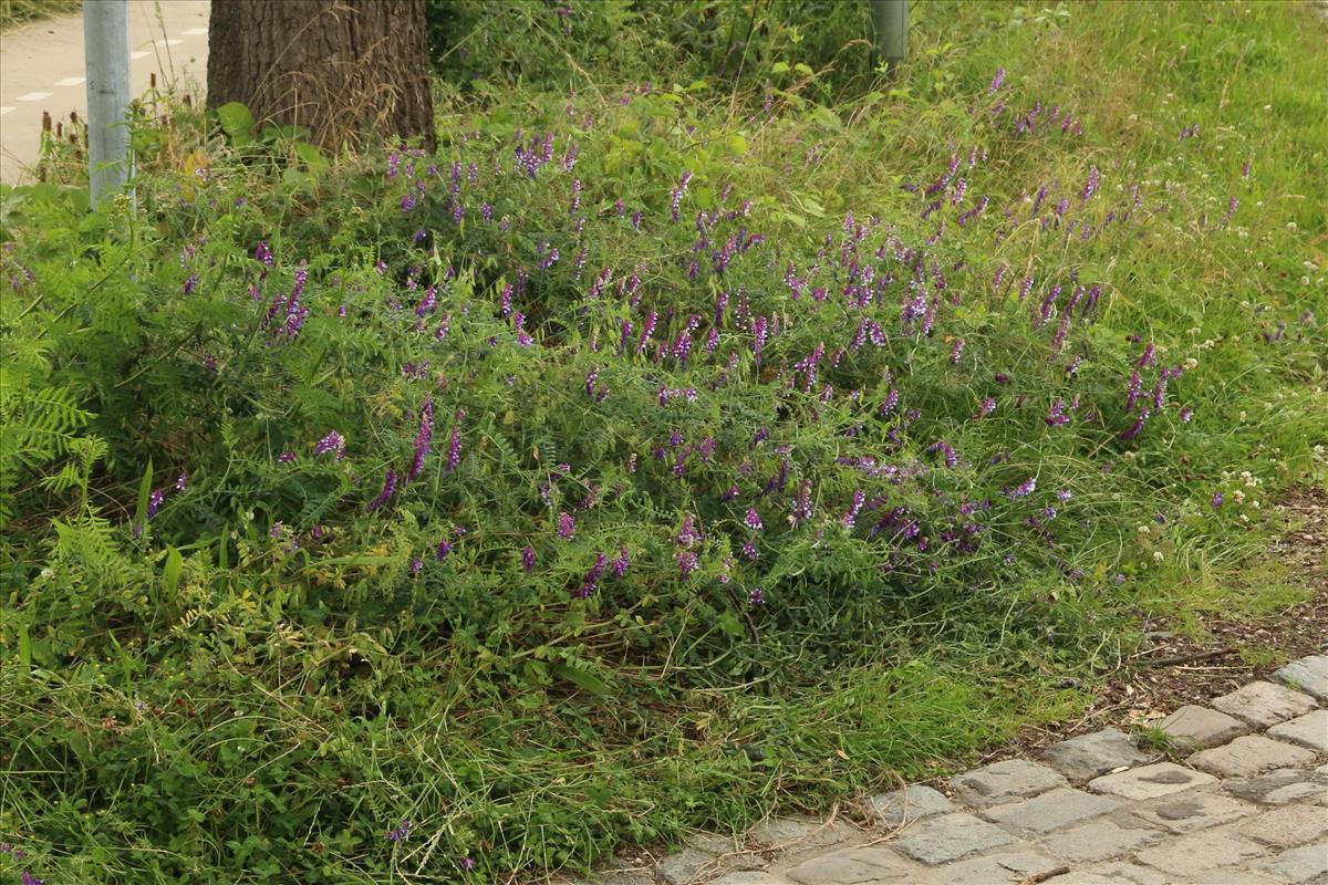 Vicia villosa (door Willem Braam)