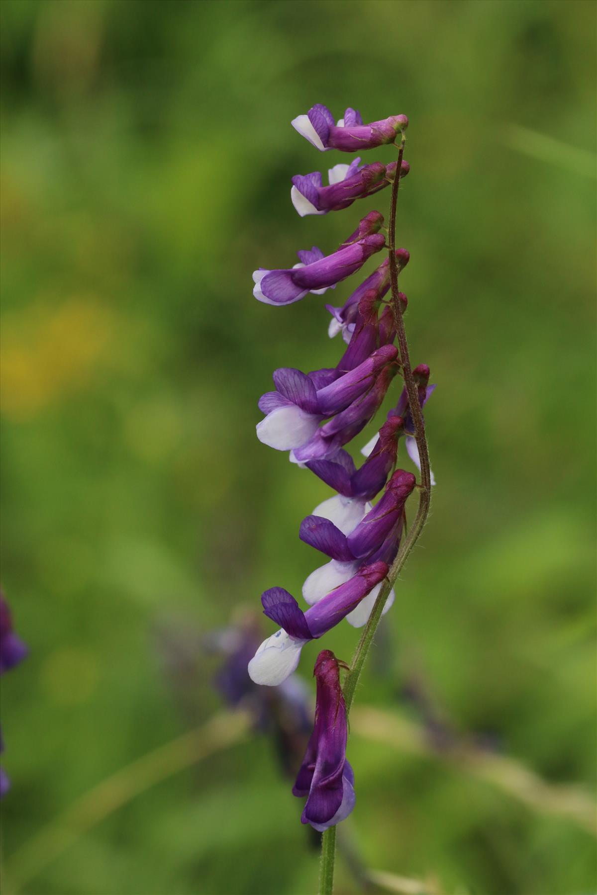 Vicia villosa (door Willem Braam)