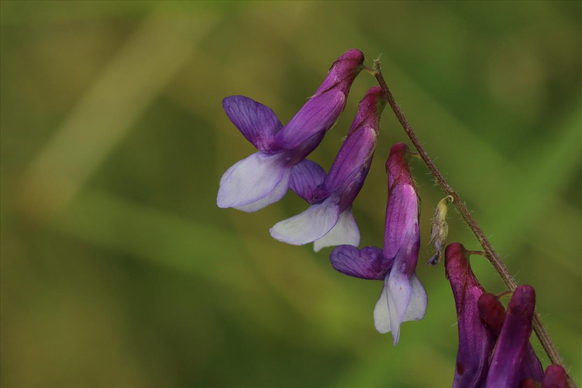 Vicia villosa (door Willem Braam)