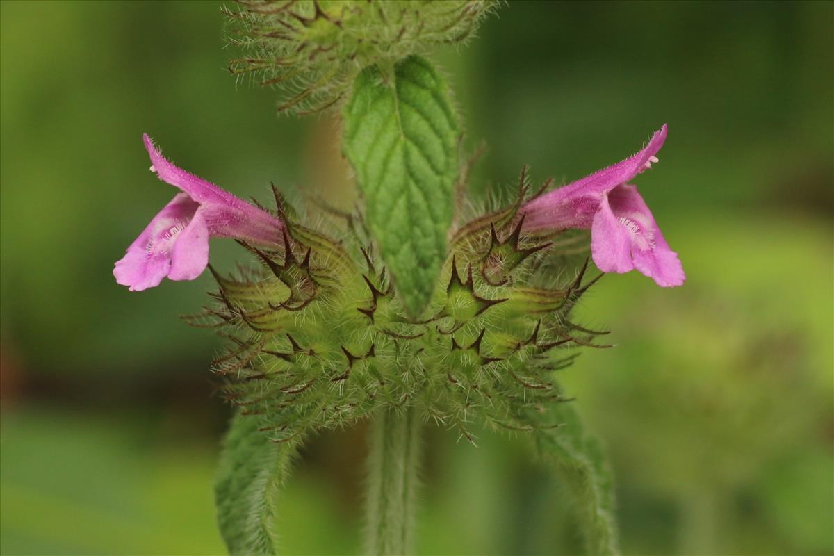 Clinopodium vulgare (door Willem Braam)