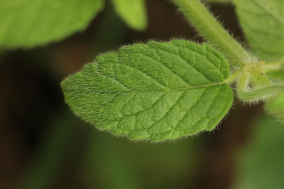 Clinopodium vulgare (door Willem Braam)