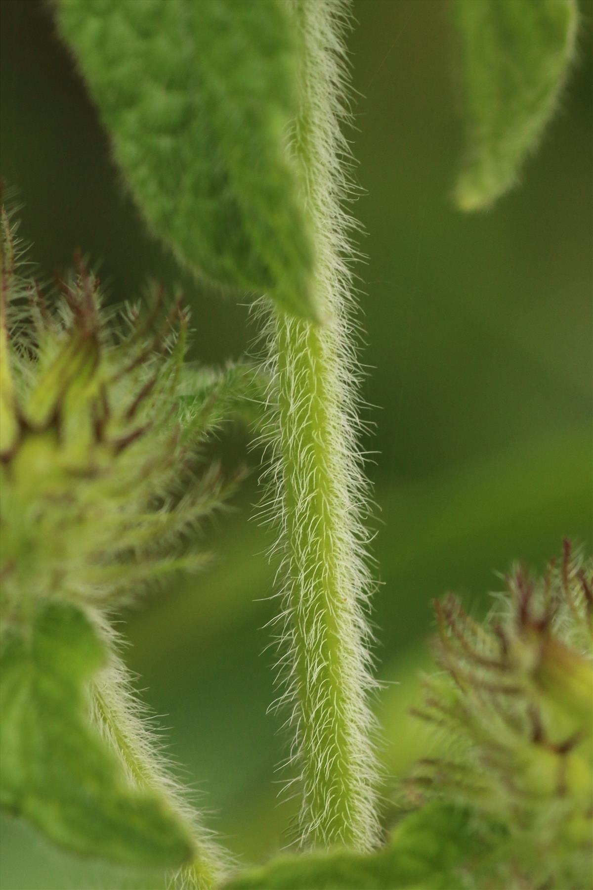 Clinopodium vulgare (door Willem Braam)