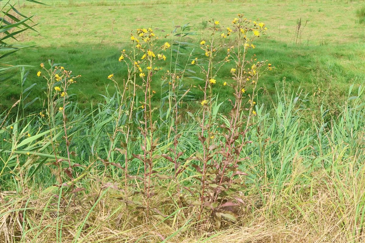 Hieracium sect. Sabauda (door Willem Braam)