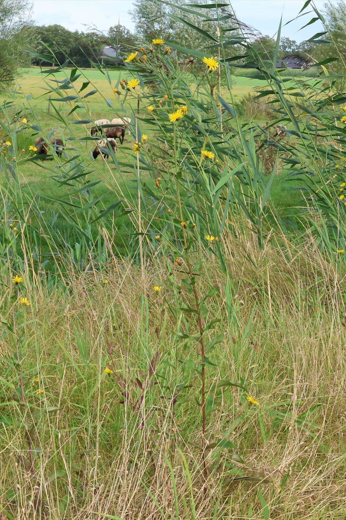 Hieracium sect. Sabauda (door Willem Braam)