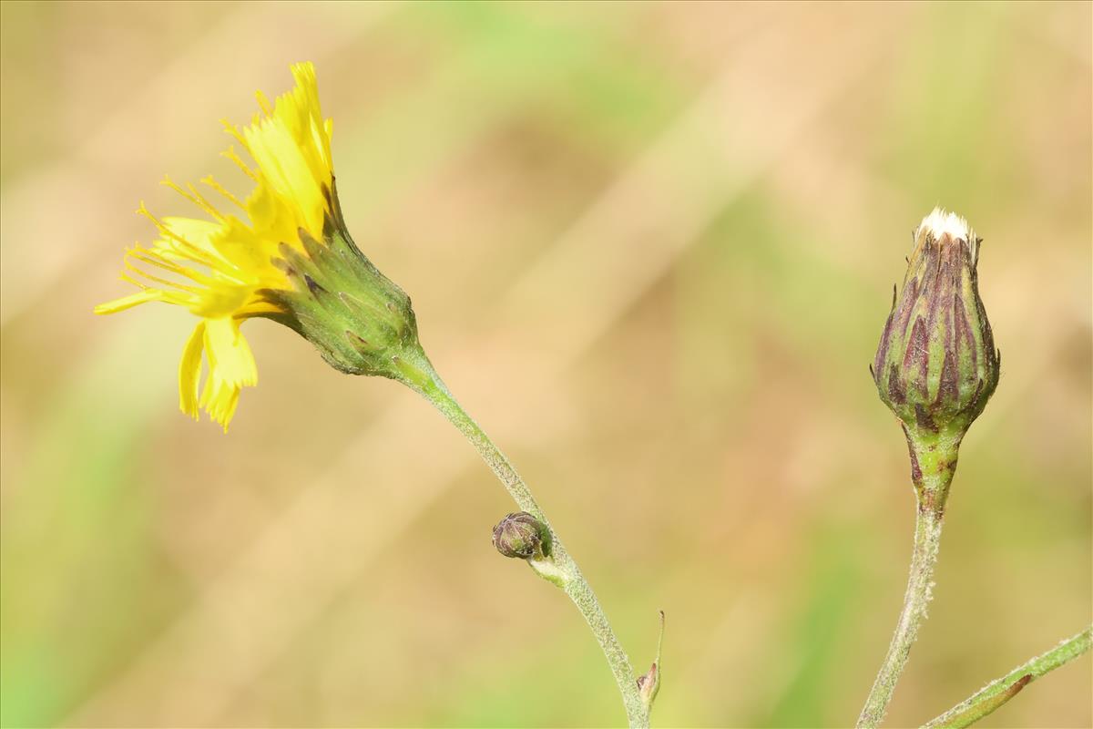 Hieracium sect. Sabauda (door Willem Braam)
