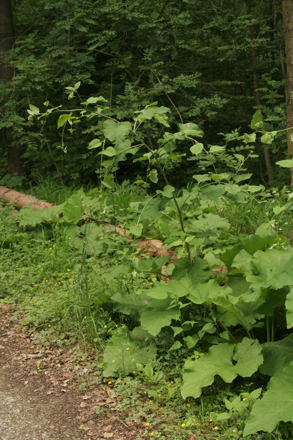 Arctium nemorosum (door Willem Braam)