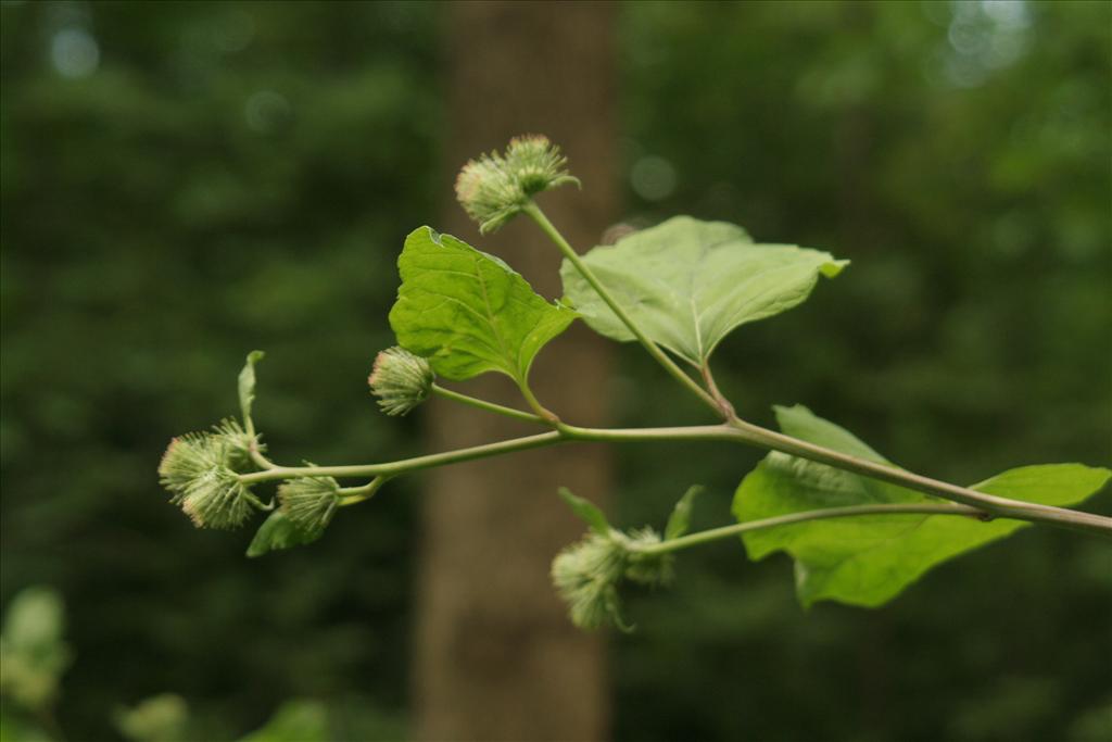 Arctium nemorosum (door Willem Braam)