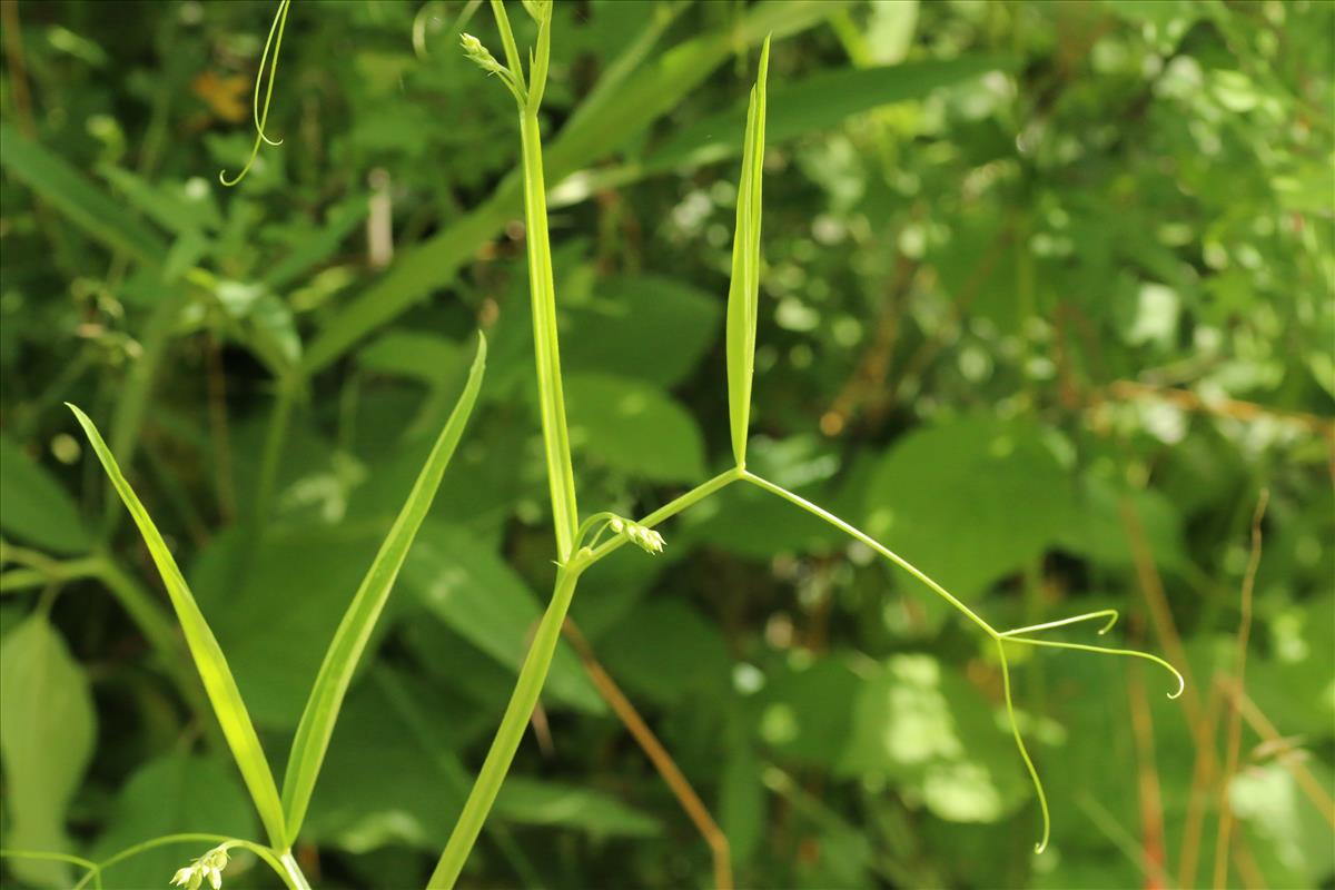 Lathyrus sylvestris (door Willem Braam)