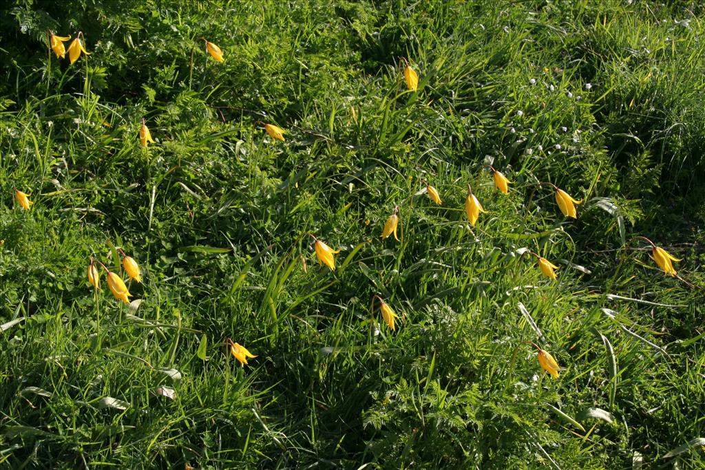 Tulipa sylvestris (door Willem Braam)