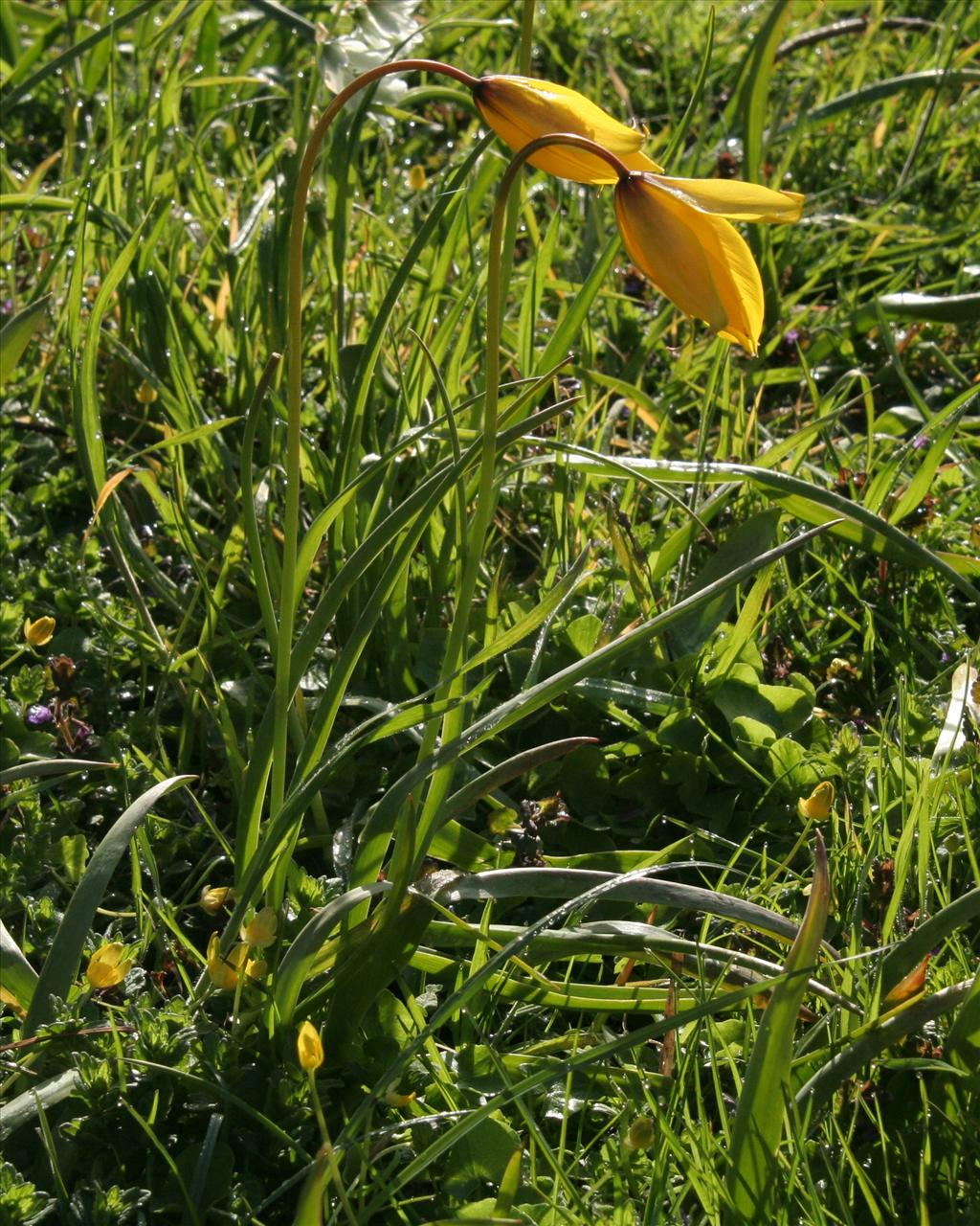 Tulipa sylvestris (door Willem Braam)