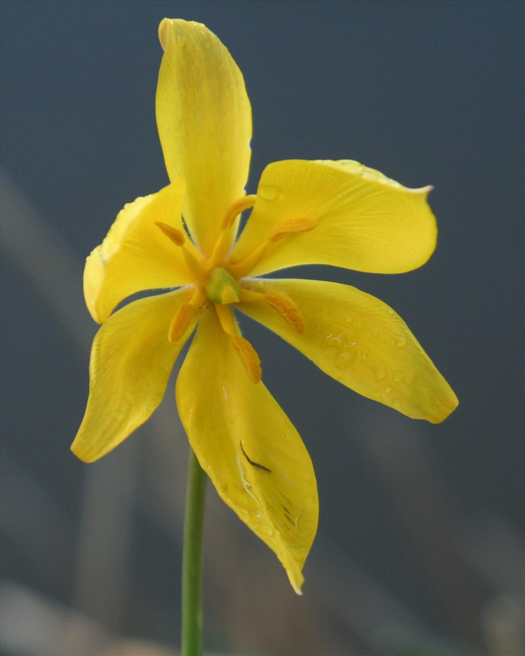 Tulipa sylvestris (door Willem Braam)