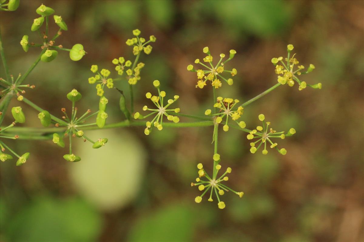 Pastinaca sativa subsp. urens (door Willem Braam)