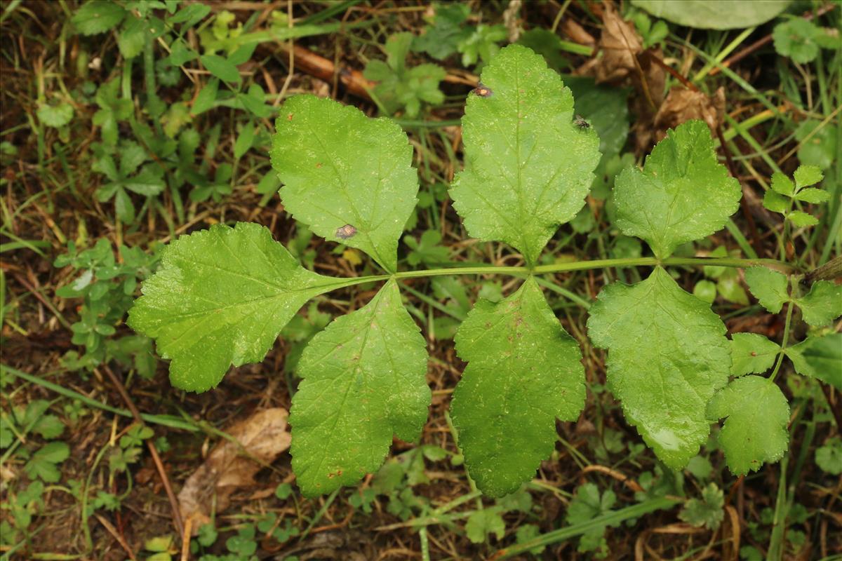 Pastinaca sativa subsp. urens (door Willem Braam)